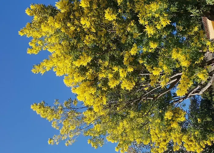 Le Lavandou, 1 Pièce, 4 Personnes - Fr-1-251-299 Le Lavandou